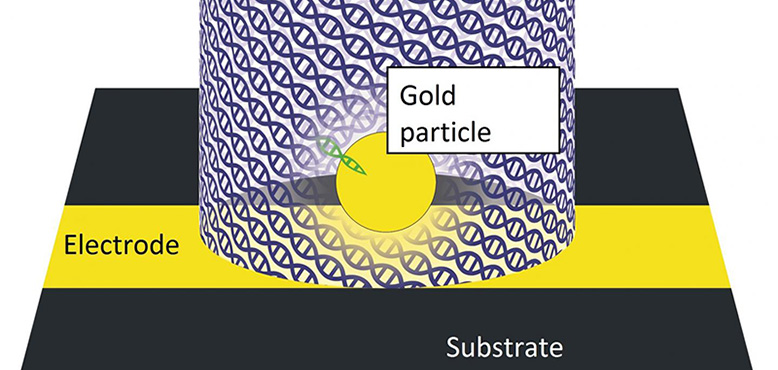 Surprise!用DNA制备高性能芯片