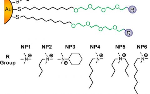ACS Nano文献解读:通过纳米粒子的表面官能化和“蛋白质电晕”现象规则识别巨噬细胞