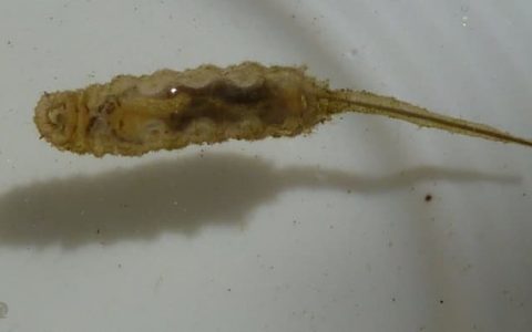 来自蛆虫的馈赠:新型抗菌材料