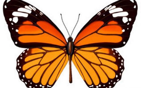 偷师大自然 仿生材料是一种怎样的存在?