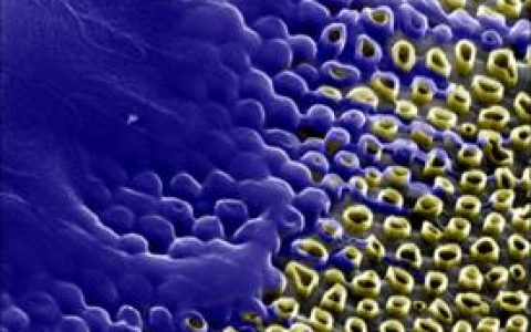 Small文献导读:碳纳米管大幅改良基因转移工程