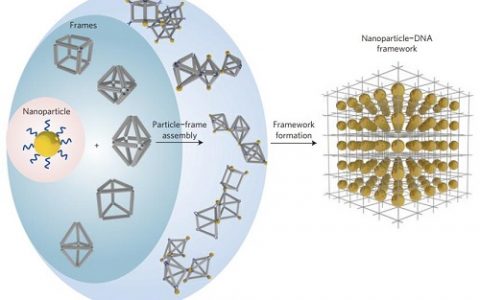 顶刊动态 | Nature Materials/ACS Nano期刊生物材料学术进展汇总(5.20-5.27)