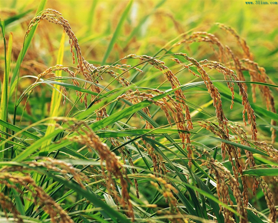 不需再“浪费”粮食啦!澳洲小伙伴已经用高粱秸秆制造生物乙醇了