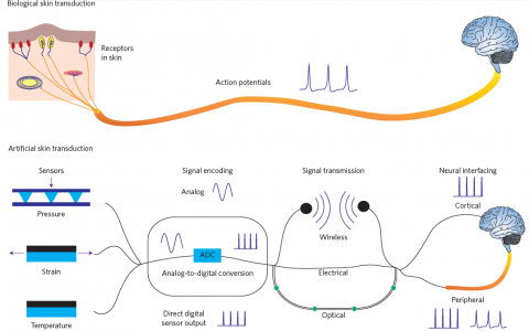 Nat. Mater. 鲍哲楠最新综述——人工电子皮肤为截肢患者带来希望