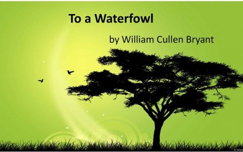 水鸟进食非吮吸,Science说是吧唧嘴——水鸟啄食的毛细棘轮效应