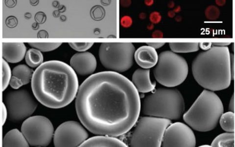 顶刊动态丨JACS/AFM/Angew/Macromolecules等高分子材料学术进展汇总【20160720期】