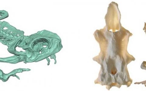 还抓什么青蛙,直接给我打印一个生物标本!