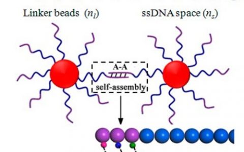 顶刊动态 | Nature子刊/PNAS/AFM/Nano Letters等期刊生物材料最新学术进展汇总【第15期】