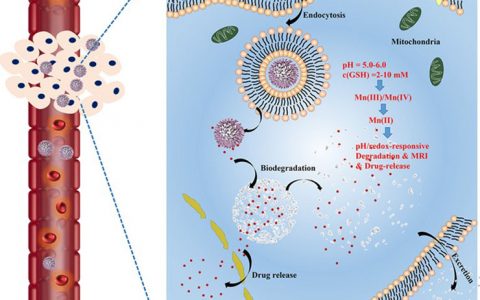 JACS:“锰抽出”策略制备肿瘤敏感降解的诊疗一体无机纳米粒
