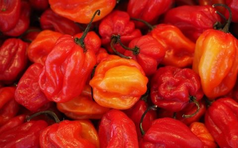可曾想过为何辣椒如此火辣辣呢?