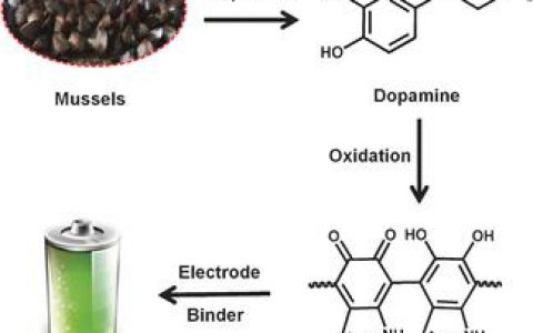 Angew. Chem. Int. Ed. 可生物降解的聚多巴胺衍生物用作高性能锂/钠电池电极材料