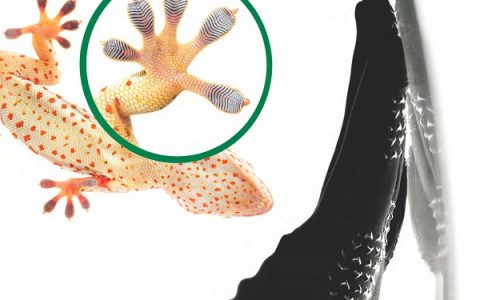 Adv. Mater. 8月最新封面综述:仿生材料的微纳制造