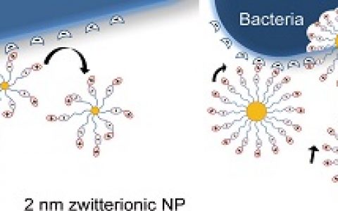 ACS Nano:内核尺寸及配体结构调控的两性纳米颗粒抗菌剂