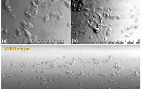 新型高效传感器让致命细菌无所遁形