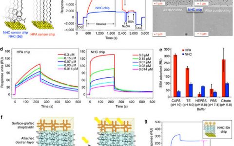 Nat. Commun. 用简单的方法在金表面直接通过自组装形成氮杂环卡宾单层膜及其在生物传感中的应用