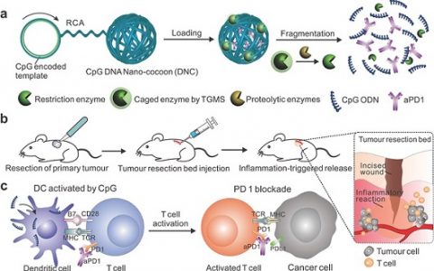 Adv. Mater. CpG和aPD1抗体的程序化传递用于炎症触发的癌症免疫治疗