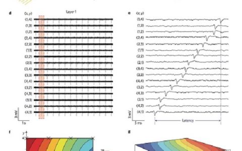 Nat. Nanotech. Lieber团队:对纳米电子支配组织中动作电位传导的三维测绘与调控