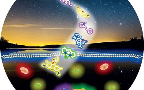 顶刊动态 | AM/JACS/Nano Lett.等生物材料前沿最新科研成果精选【第21期】