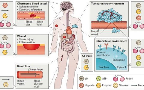 Nature子刊综述:生物响应材料!