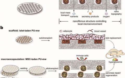 Adv. Mater.北京大学-从微观到宏观:微图案支架的层次设计用于细胞组装和移植