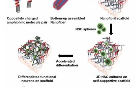 JACS:分层自装配生物活性两亲性分子对的超分子纳米纤维自支持支架的干细胞分化