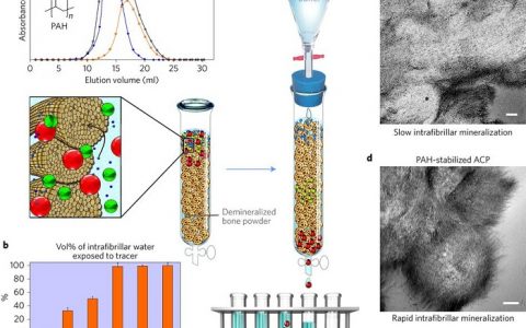 Nature子刊:渗透压-电荷平衡共同作用引起胶原蛋白纤维内矿化