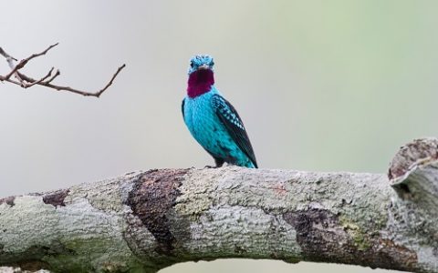 由鸟羽毛开发的新型多彩涂层