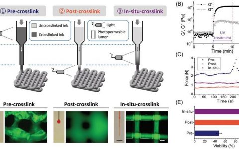 Adv. Mater. 用非黏性可光交联的墨水3D打印水凝胶