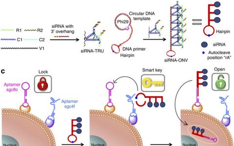 Nature子刊:DNA双锁策略用于细胞特异性siRNA递送