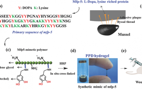 Adv. Funct. Mater.:南京工业大学-贻贝启发制得具有强韧组织锚点和抗感染性的仿生ɛ-聚赖氨酸水凝胶