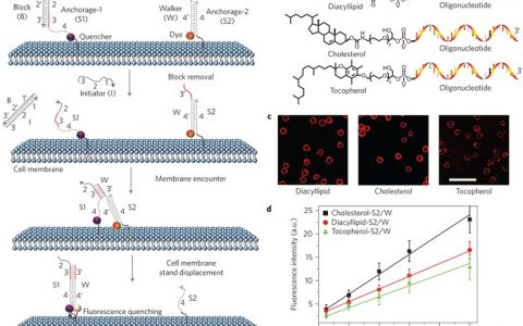湖大谭蔚泓院士团队Nature Nanotechnology:DNA探针监测活细胞膜上动态和瞬态的分子接触