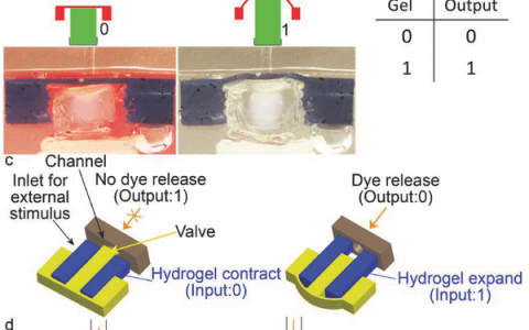 Adv. Mater.:通过刺激响应构建模块来执行逻辑操作