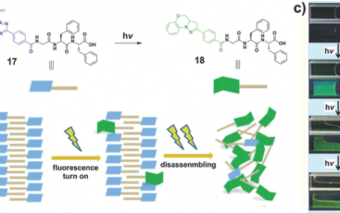 黄飞鹤&吉晓帆AM最新综述:荧光超分子聚合物
