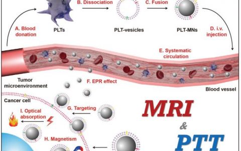Adv. Mater.: 抗癌的仿血小板磁性纳米颗粒