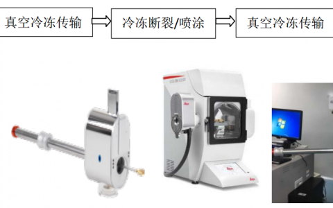 测试干货|冷冻扫描电镜技术的应用
