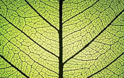 现代科学的“圣杯”——人工光合作用