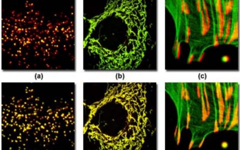 学术干货丨共聚焦显微镜中荧光团的共定位
