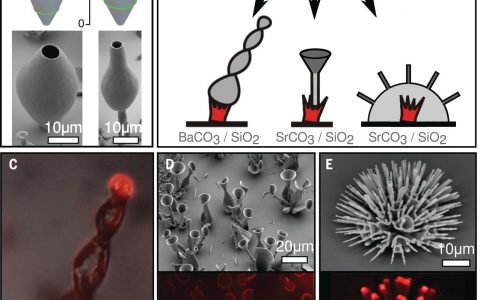 Science: 可控制的沉淀显微雕塑的生长和形状