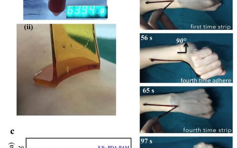 西南交通大学鲁雄教授 NPG Asia Materials:仿贻贝超拉伸、自愈合、自粘附水凝胶