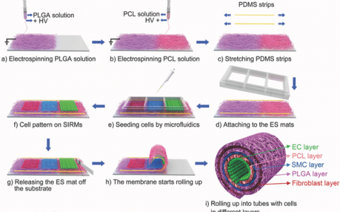 HTH官网地址
资讯写作大赛 | 蒋兴宇Adv. Mater.:微流控技术构建尺寸结构自调节人工血管