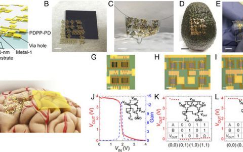 鲍哲南PNAS: 生物相容并完全可分解的半导体聚合物在超薄超轻瞬态电子器件中的应用