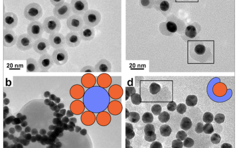 ACS Nano:Au纳米颗粒上自组装单层的纳米相分离