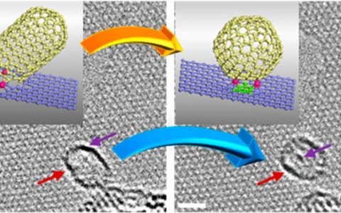 苏州大学 Nano Letters:原位电子驱动的碳纳米棒-富勒烯转变