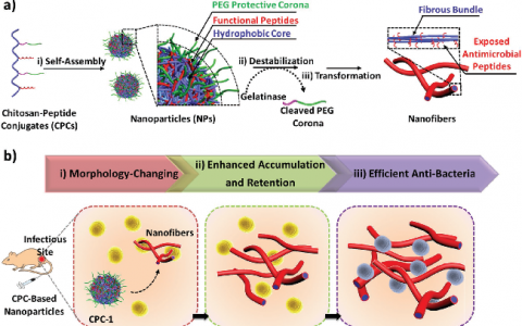 国家纳米科学中心Adv. Mater.:一种应对细菌感染的“活体原位重组装”治疗策略