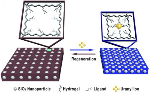 Adv. Funct. Mater.:智能光子晶体水凝胶材料用于水溶液中铀酰离子的监测和移除