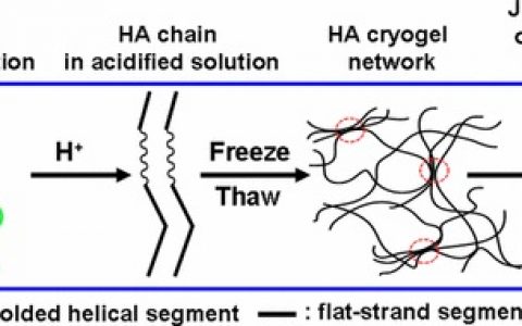 上海交大张洪斌Macromolecules:冷冻-解冻诱导的透明质酸凝胶化:与分子间相互作用及分子构象相关的冷冻结构化物理过程