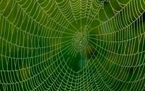 吃了石墨烯,吐出超强丝