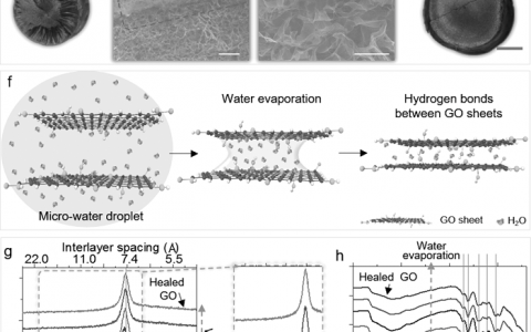 清华大学Adv. Funct. Mater.:湿气触发的自愈合材料——氧化石墨烯基功能性组件