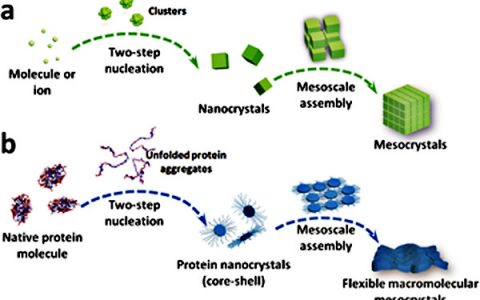 Angew. Chem. Int. Ed.: 挑战经典!首次生物大分子柔性二维介晶合成