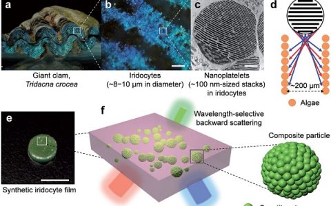 Adv. Mater.:可扩展的前向散射体的几何设计,用于最有效的太阳能变压器